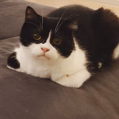 #14801