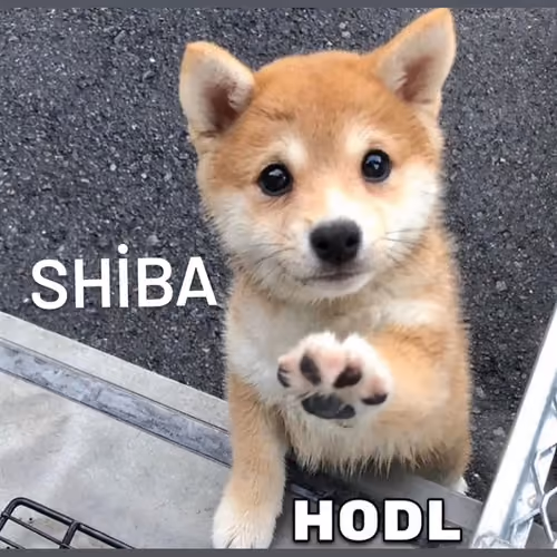 #23226