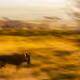 Wildlife Stories V2