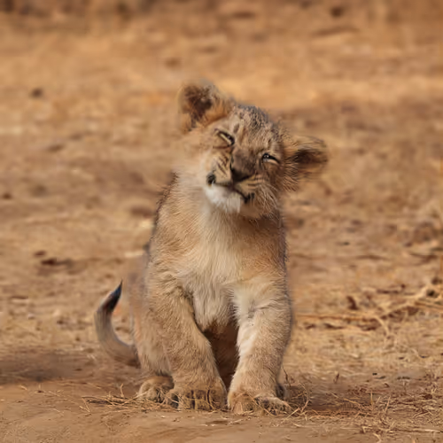 Simba the cutie !