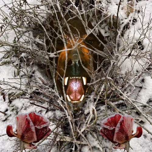 Into the Wild - nak8f93oLB