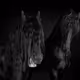 Equine V2