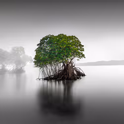 Artifact #229: Tree of Tales