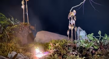 Item #65273699543536893274668575396892995279079704414353225613057267396753118787631 Media