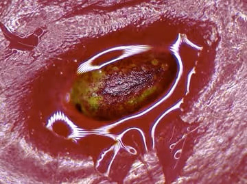 The Interfered Microscopy Plot By Golan Levin