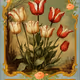 Tulips in Wonderland