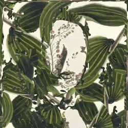 A Cunning Plant