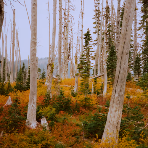 Montana Daydreams