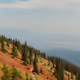 Montana Daydreams