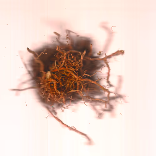 Blorgg Honklorph Malfonxia by LoVid