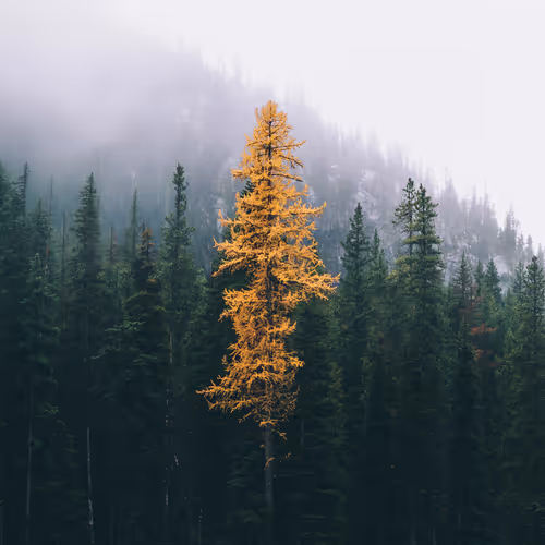 Beyond The Veil