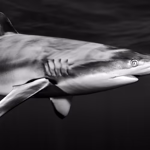 Sault Photography - Out Of The Blue