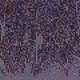 2000027