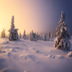 the silent glow