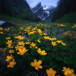 A Street of Yellow