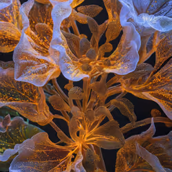 BIOME LUMINA #709/1000