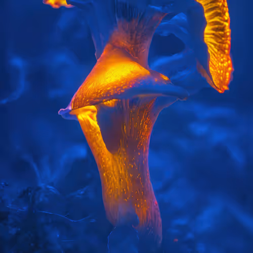 BIOME LUMINA #991/1000