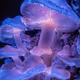 BIOME LUMINA #282/1000