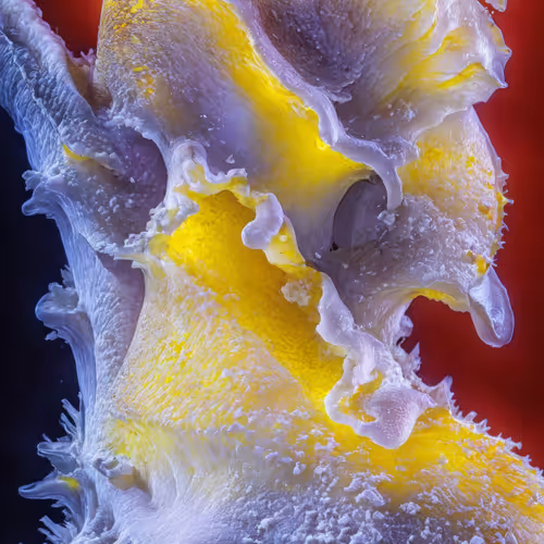 BIOME LUMINA #974/1000