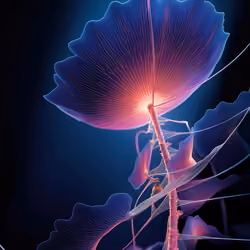 BIOME LUMINA #102/1000
