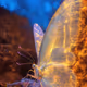 BIOME LUMINA #263/1000