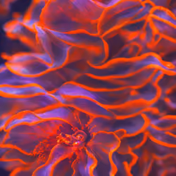 BIOME LUMINA #113/1000