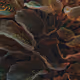 129