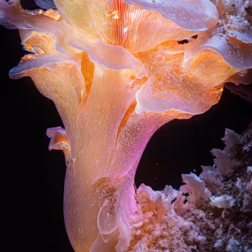 Dataland Biomelumina