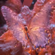BIOME LUMINA #294/1000