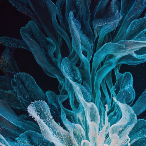 Dataland Biomelumina