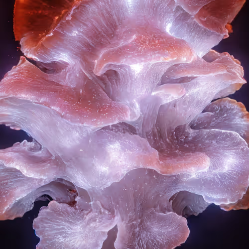 BIOME LUMINA #918/1000