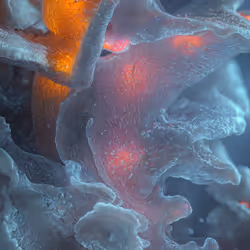 BIOME LUMINA #653/1000