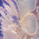 BIOME LUMINA #820/1000