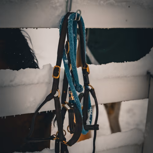 Horse'n Around V3
