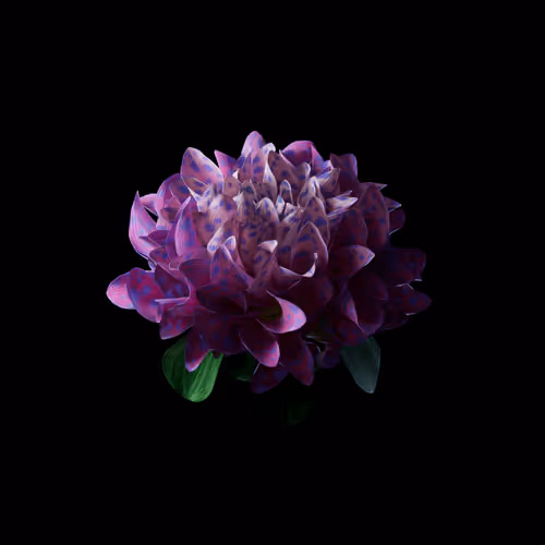 Heterosis