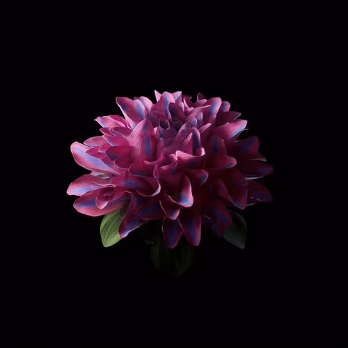 Heterosis