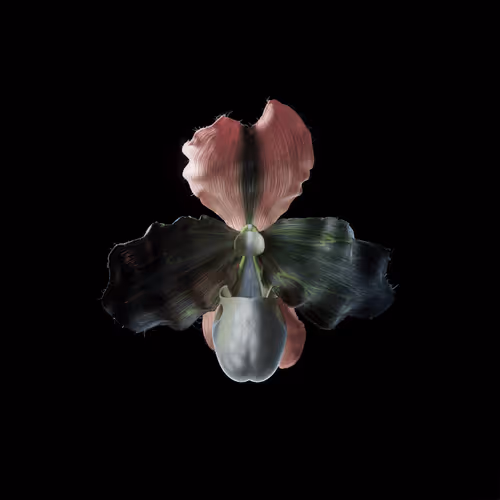 Heterosis