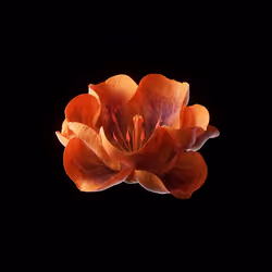 Some Delicate Examples #1099