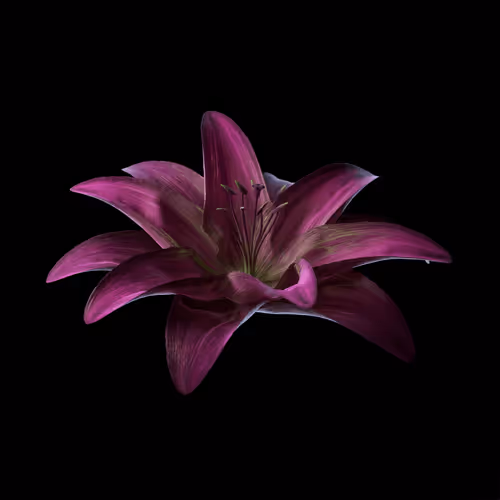 Heterosis