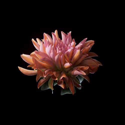 Heterosis