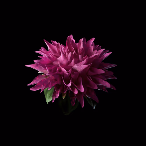 Heterosis