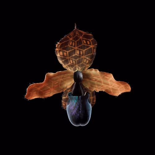 Heterosis