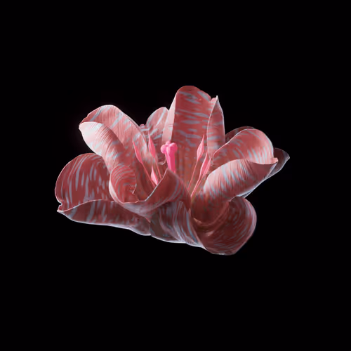 Heterosis