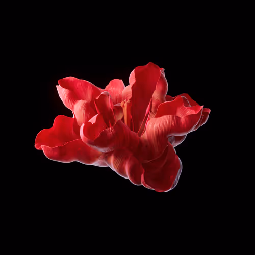 Heterosis
