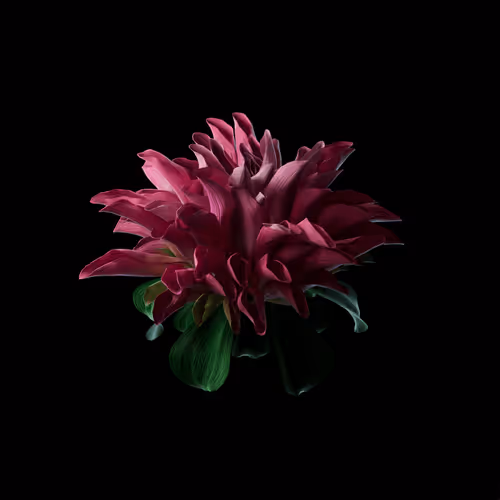 Heterosis