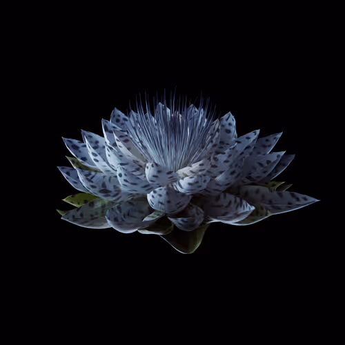 Heterosis