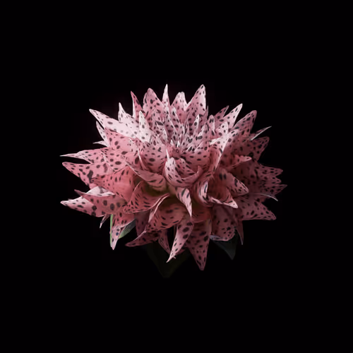 Heterosis