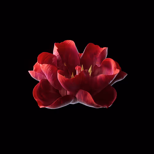 Heterosis