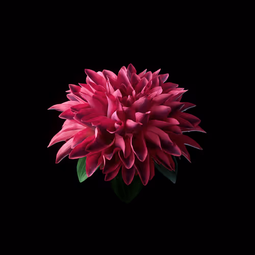 Heterosis