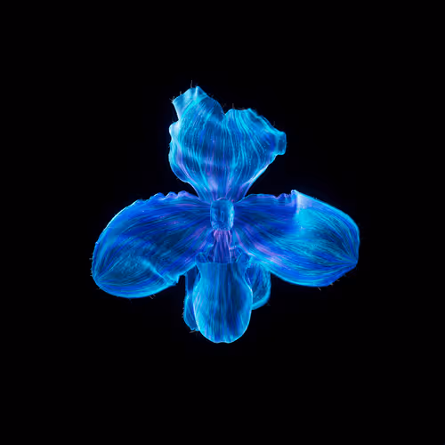 Heterosis